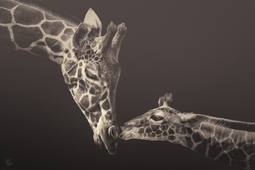Safari w zoo - pełne emocji zdjęcia zwierząt Manueli Kulpy